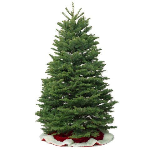 Christmas Gift Hamper - Noble Pine Christmas Tree (4 - 10 ft) 1014A1 - KN1014A1 Photo