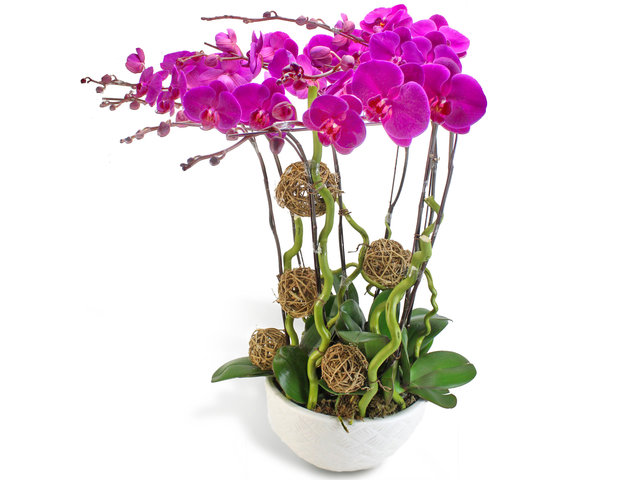 Orchids - Red Orchids for 8 OZ20 - L63988 Photo