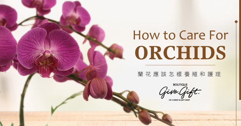 Modern Orchid Garden | Al's Florist Hollywood FL Delivery